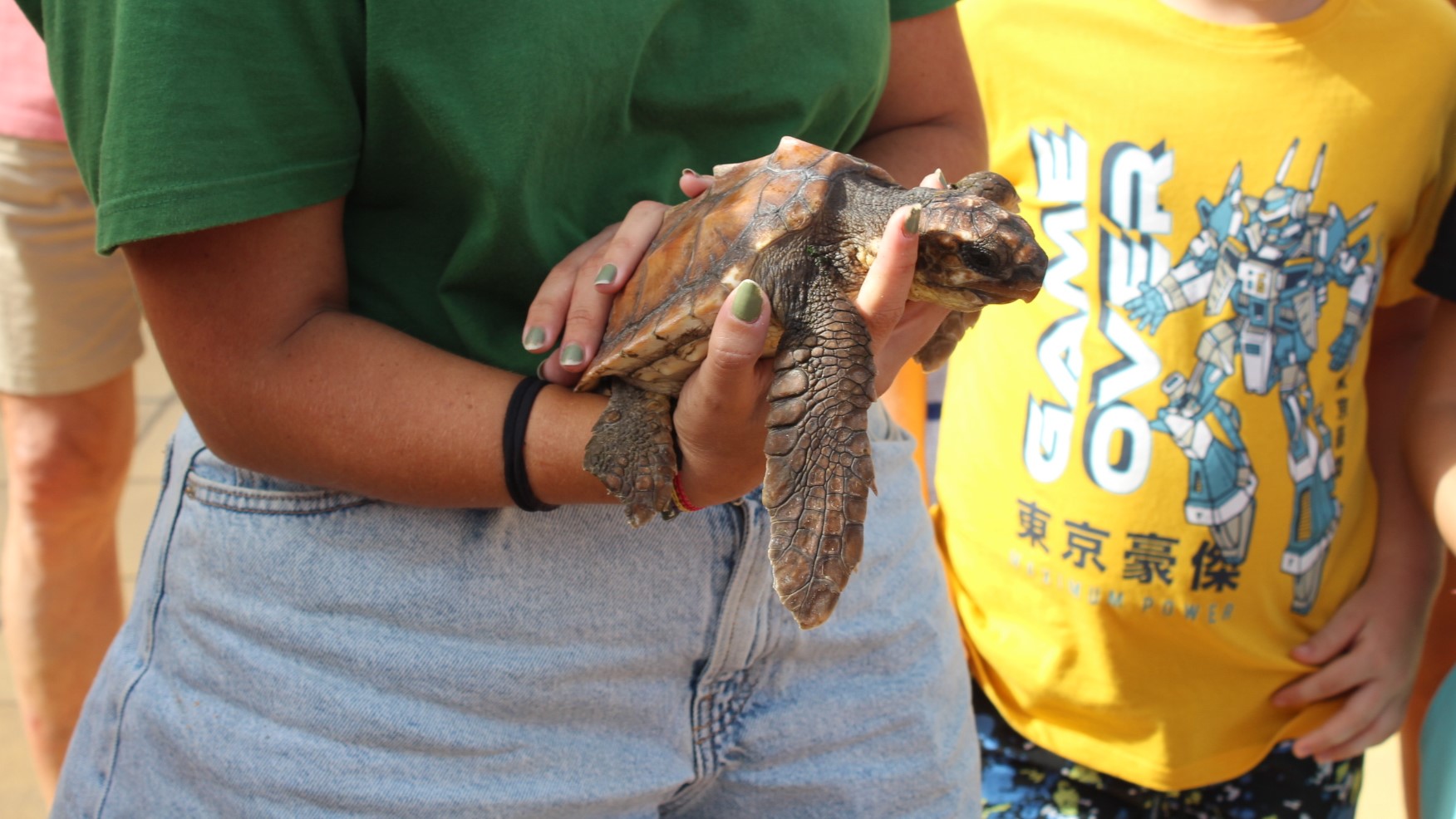 Featured image for “Una tortuga boba regresa a su hábitat natural en la costa del municipio.”