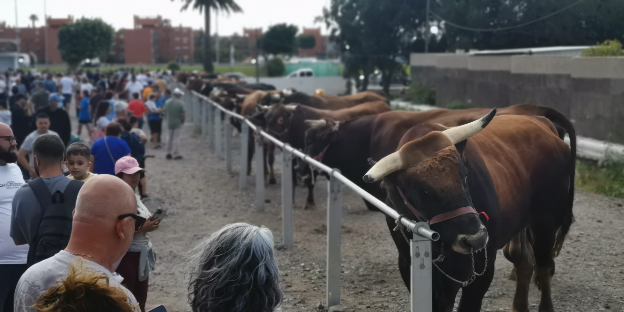 Featured image for “Tradición y cultura urbana protagonizan el cierre de las fiestas de San José Obrero.  ”