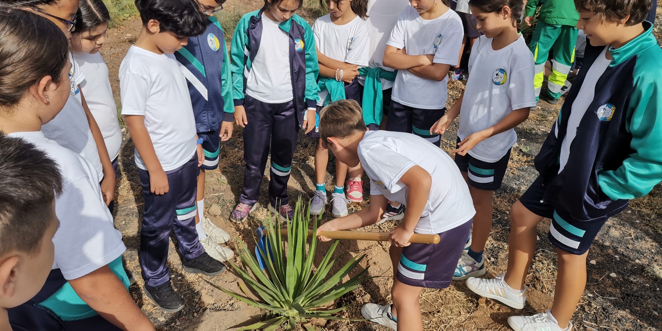 Featured image for “El Ayuntamiento colabora con el alumnado en la plantación de dragos en el Colegio Doramas.”