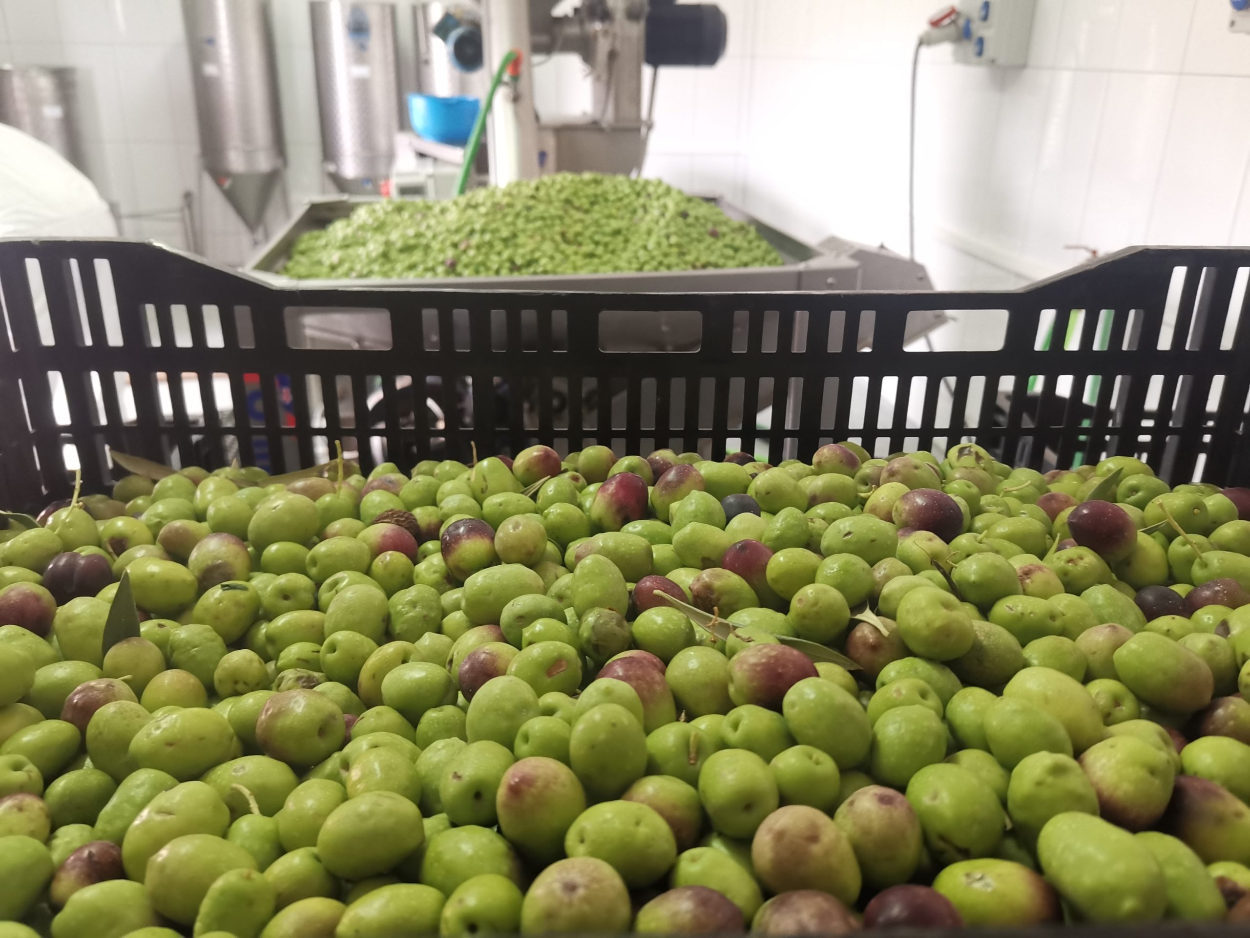 Featured image for “La almazara municipal recibe más de 2.700 kilos de aceitunas en el inicio de la producción.”